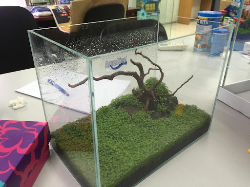 Xin Yang Aquarium and Pets Sdn Bhd