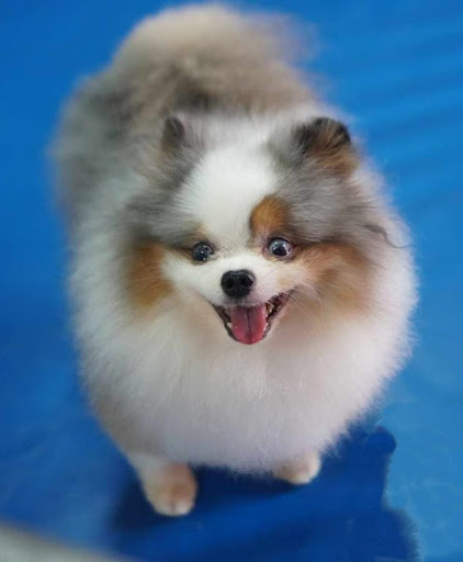 World of Pets