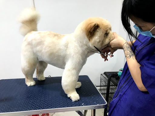 Petscation