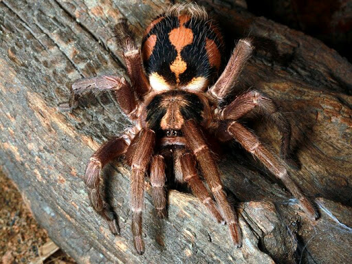 Scorpo Hunter Sunway Pyramid - Online Based Exotic Pet Shop Scorpo Hunter Sunway Pyramid - Online Based Exotic Pet Shop