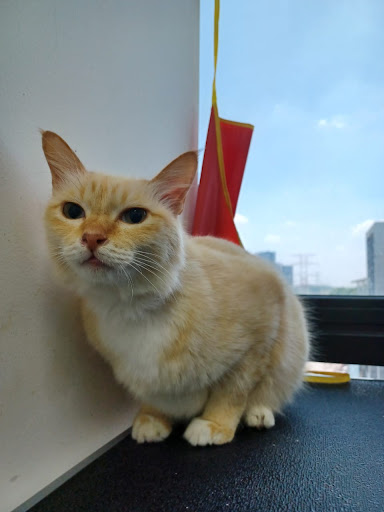 Tompok Cat House Tompok Cat House