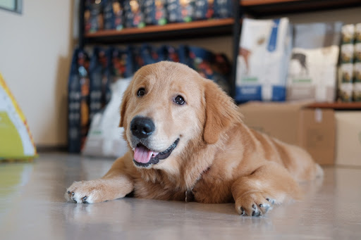 JJ Pet House (Professional Grooming) JJ Pet House (Professional Grooming)