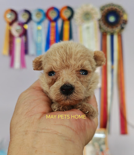 may pets home (S&M PET SHOP)