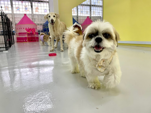 Himawari Pet House Dog Boarding Grooming