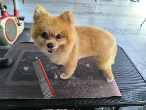 ViNi'S Pet Grooming Saloon