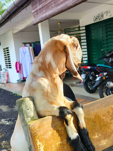 Permata Rabbitry Kundang