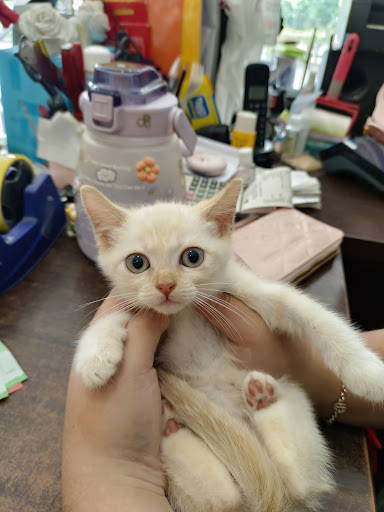 Pet For You Marketing