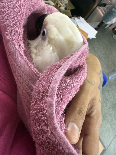 Radhi Bird -The pet store
