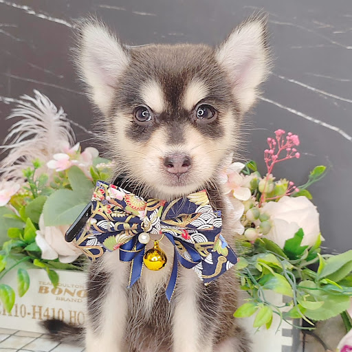 PetsValley Kennel Puchong 微利宠物铺 - Pet Hotel , Grooming , DayCare , Boarding & Retail