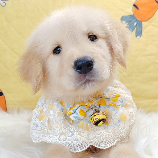 Furgather Destiny Pet House Puchong 宠遇店铺 - Pet Hotel , Grooming , DayCare , Boarding & Retail
