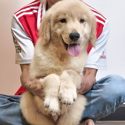 Pet Time • Puppy for Sale