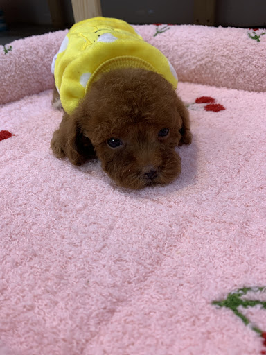 Misu Pet House 恋しい宠屋~ Misu Pet House 恋しい宠屋~
