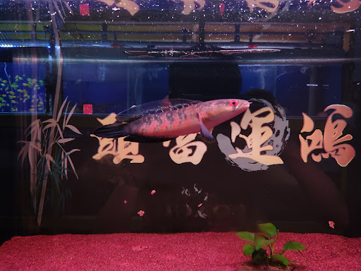 Leng Loong Pet & Aquarium Shop