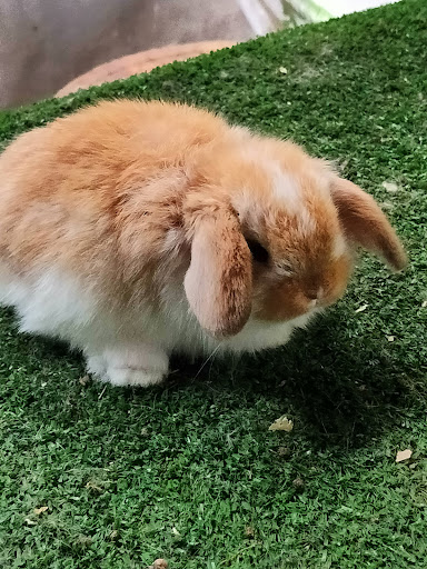 Permata Rabbitry Kundang