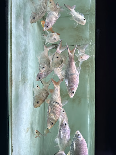 Din bb Aquatic