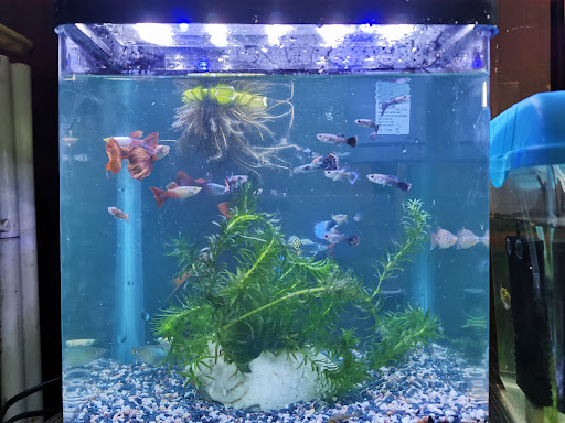 Kedai Aquarium