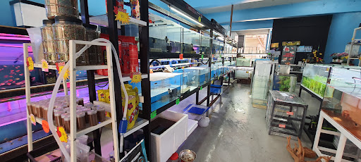 Jomikan Aquatics & Aquarium Adenium