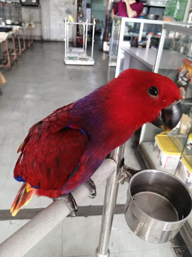 BlueSky Pets Shop