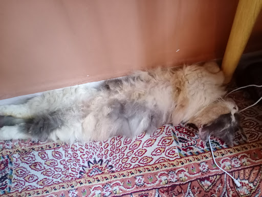 Catsby Planet
