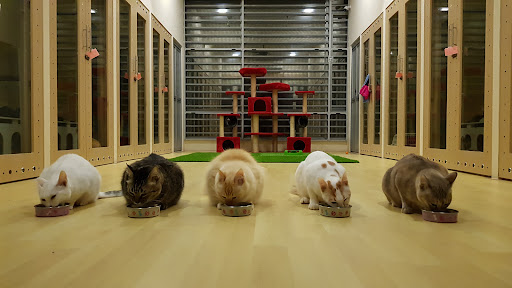 Cat Paradise 5 Hotel Kucing Semenyih