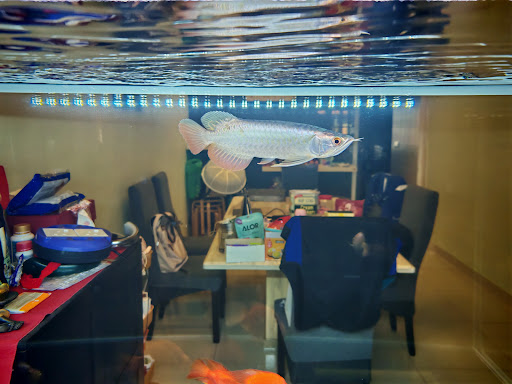 HOA Aquatic Arowana (home seller)