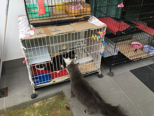Majestic Animal Medical Centre (MAMC)