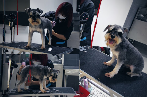 Pets Grooming Hotel - PGH Pets Grooming Hotel - PGH