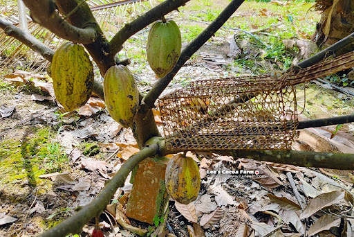 Lees cocoa farm Lees cocoa farm