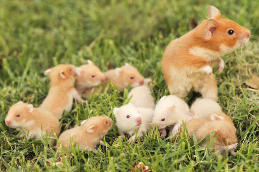 Hamster Kiut Kemaman