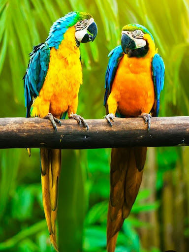 FDL Petshop Kuala Besut FDL Petshop Kuala Besut