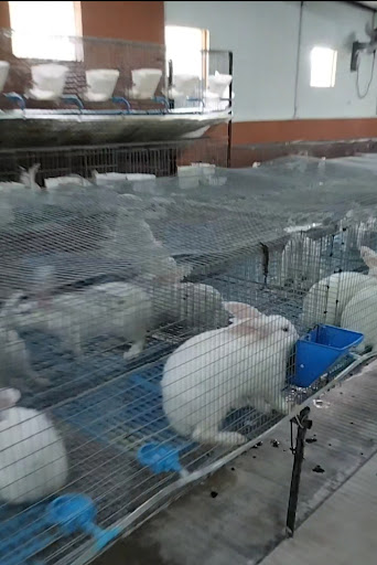 Expert Rabbitry Global Empire
