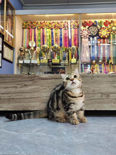 Q-Pets Cattery Kedai Kucing Kuala Terengganu Q-Pets Cattery Kedai Kucing Kuala Terengganu