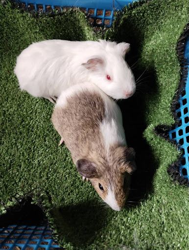Arnab Guinea Pig Hiasan Kuala Terengganu Arnab Guinea Pig Hiasan Kuala Terengganu