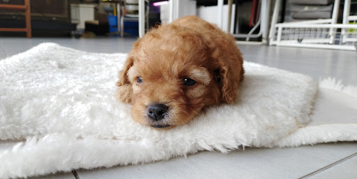 麻坡得意宠物店 Muar Funny Pet Shop