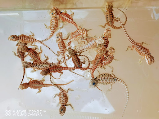 Jumanji Exotics reptiles pet shop Bp