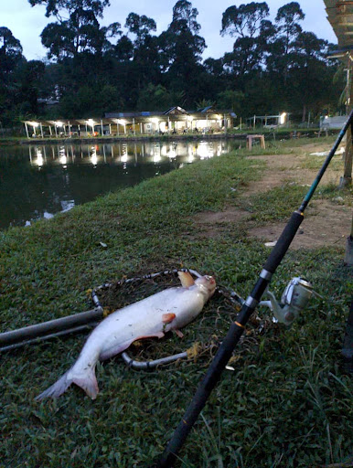 Atap Kolam Ikan Pancing Atap Kolam Ikan Pancing