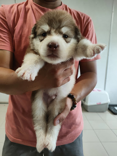 琪亿犬舍