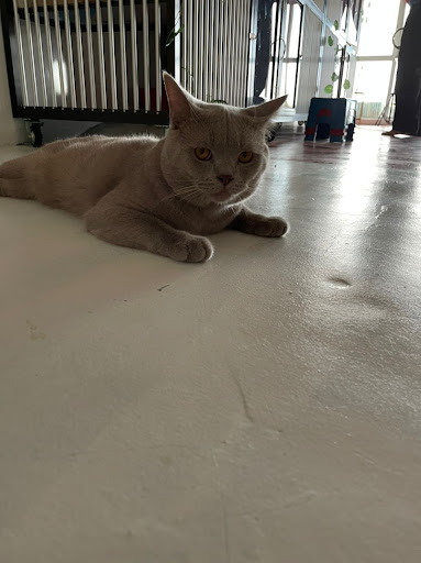 Mahligai kucing