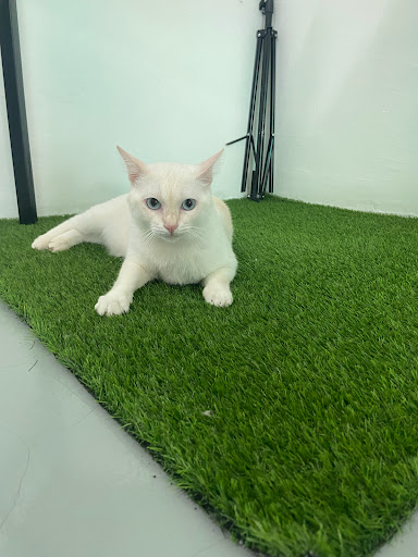 MUEZA NEKO PET SHOP & CARE