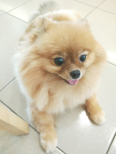 My Little Pets Shop My Little Pets Shop