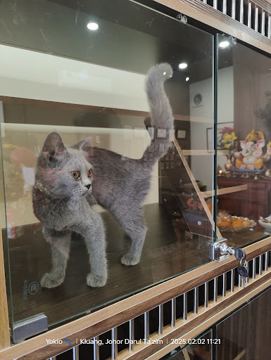 V LOVE PETS 爱宠满屋 (003625305-X) V LOVE PETS 爱宠满屋 (003625305-X)