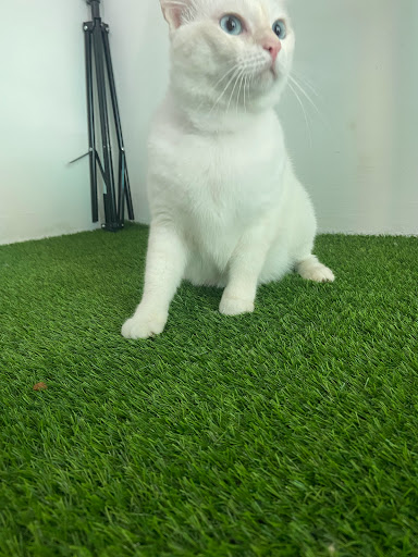 MUEZA NEKO PET SHOP & CARE