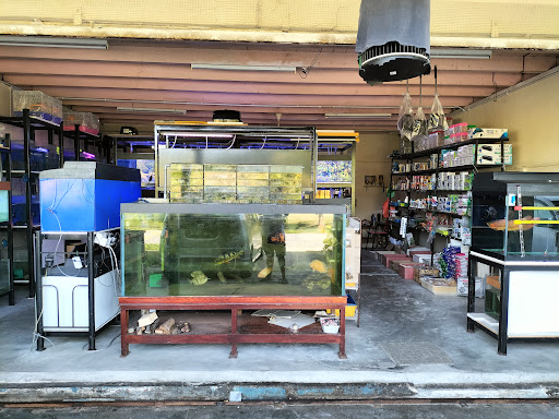 Kedai Ikan Hiasan The Little Ocean Aquarium Kedai Ikan Hiasan The Little Ocean Aquarium