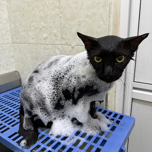 Musiu Cat Home Musiu Cat Home