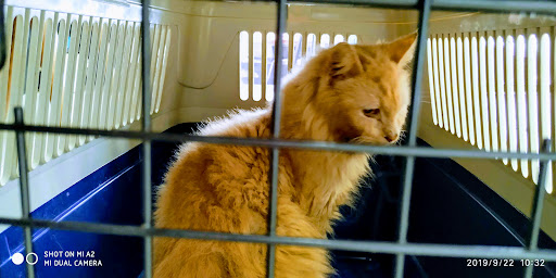 KLINIK FAMILY VETERINAR & PET SHOP (Klinik Kucing Dahlia) KLINIK FAMILY VETERINAR & PET SHOP (Klinik Kucing Dahlia)