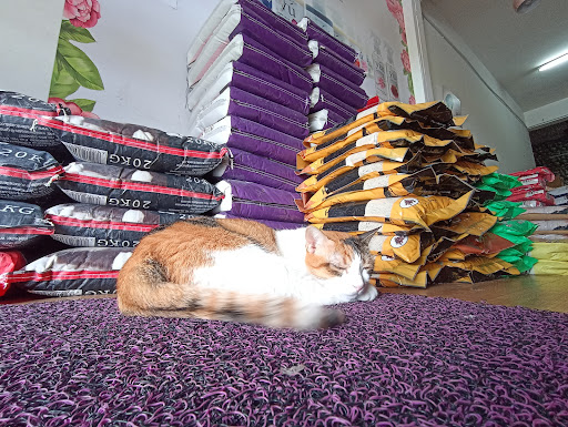 Klinik Kucing Kulaijaya