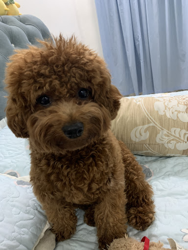 Cubica Pets United (Sutera Mall Branch) Cubica Pets United (Sutera Mall Branch)