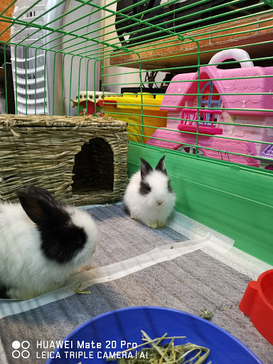 Rabbit shop & guinea Pig Rabbit shop & guinea Pig