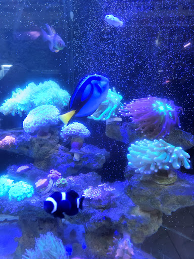 New Oasis Tropical Fish New Oasis Tropical Fish