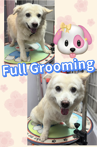 Crystal Pet Grooming ''晶萌宠物美容'' Crystal Pet Grooming ''晶萌宠物美容''